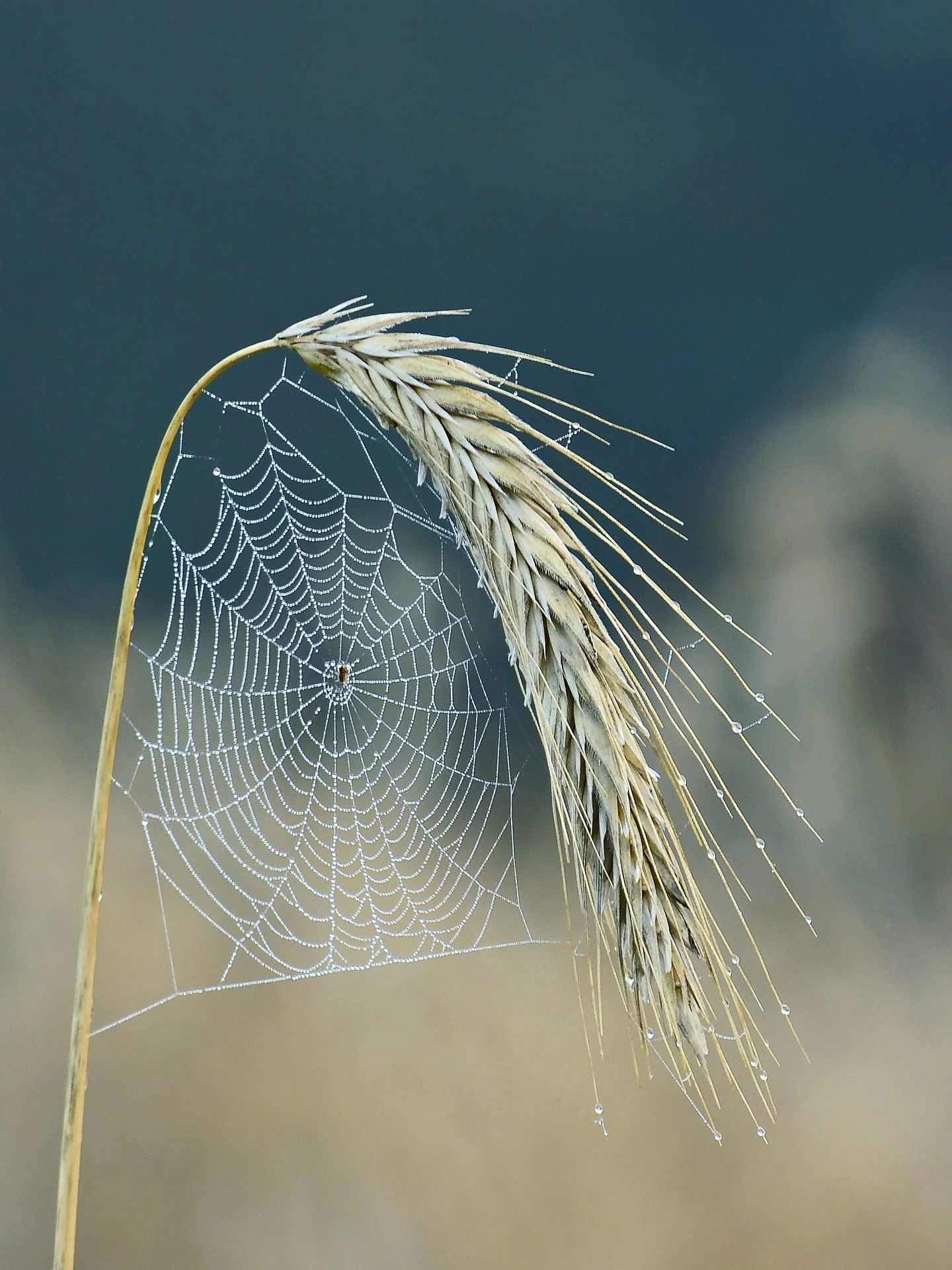 cobweb-g10830e0dc_1920